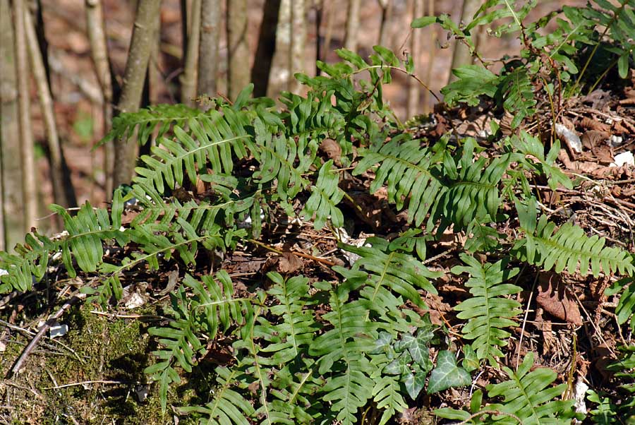 Polypodium cfr. cambricum